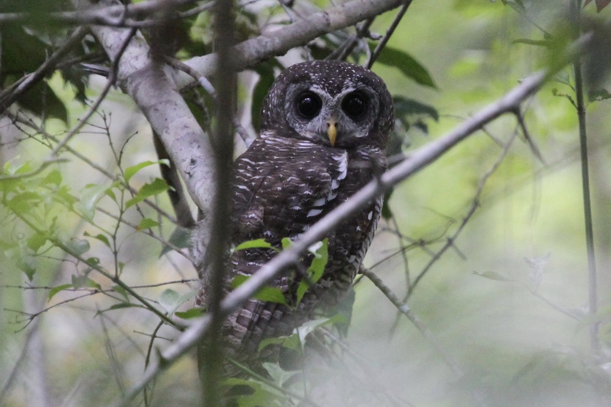 African Wood-Owl - ML183317251