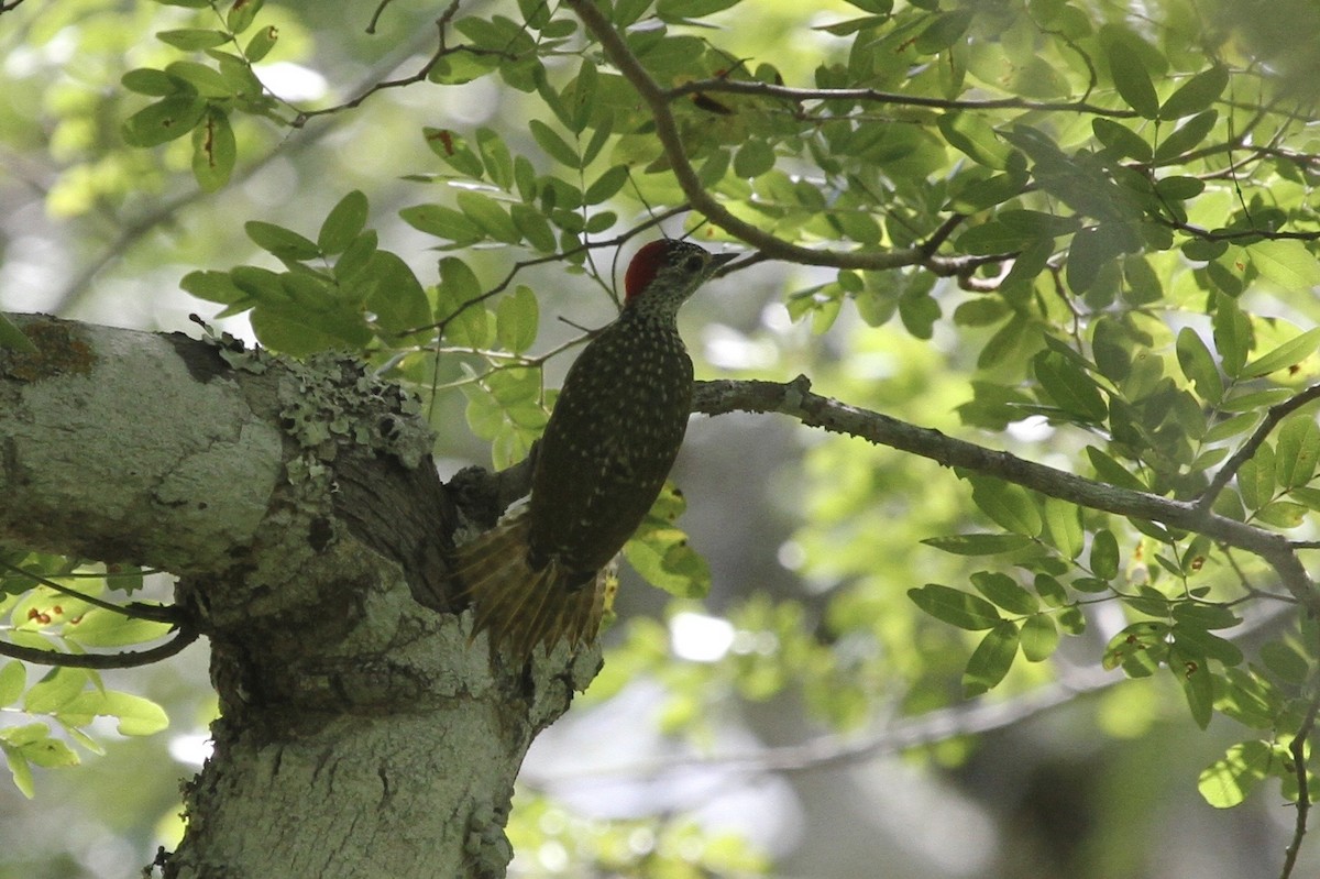 Green-backed Woodpecker - Juan martinez