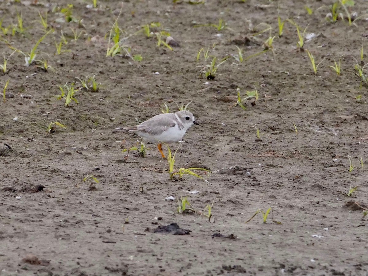 Piping Plover - ML183320241