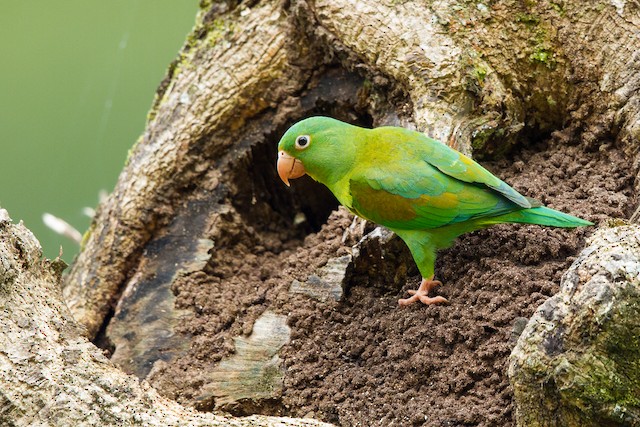 Orange Chinned Parakeet Ebird