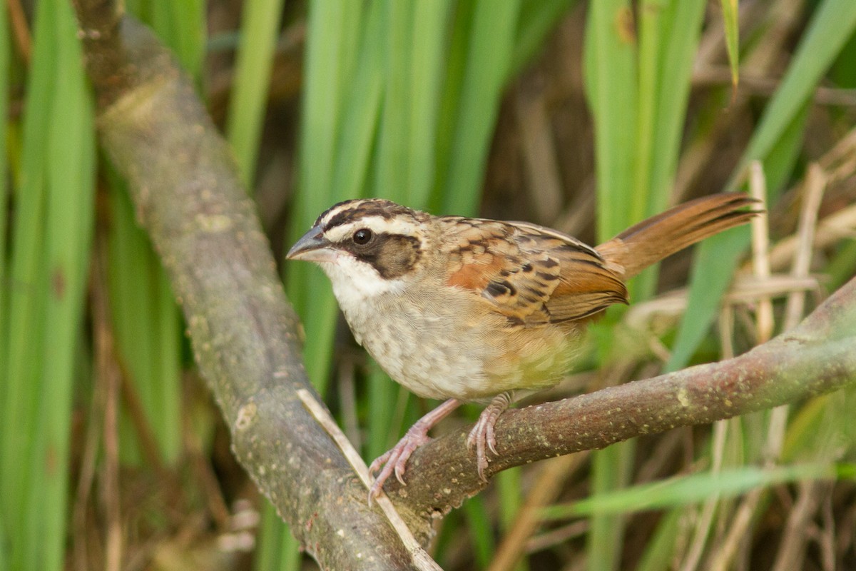 Stripe-headed Sparrow - ML183322081
