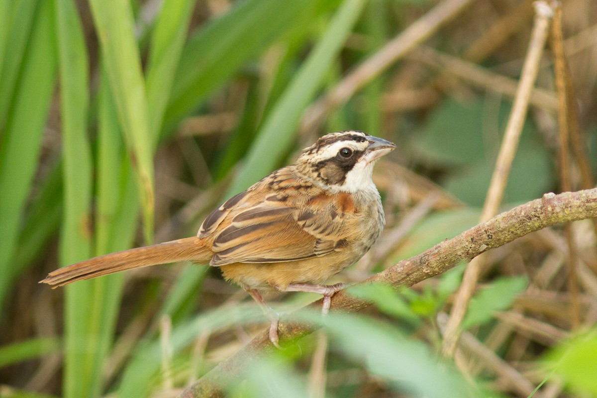 Stripe-headed Sparrow - ML183322091