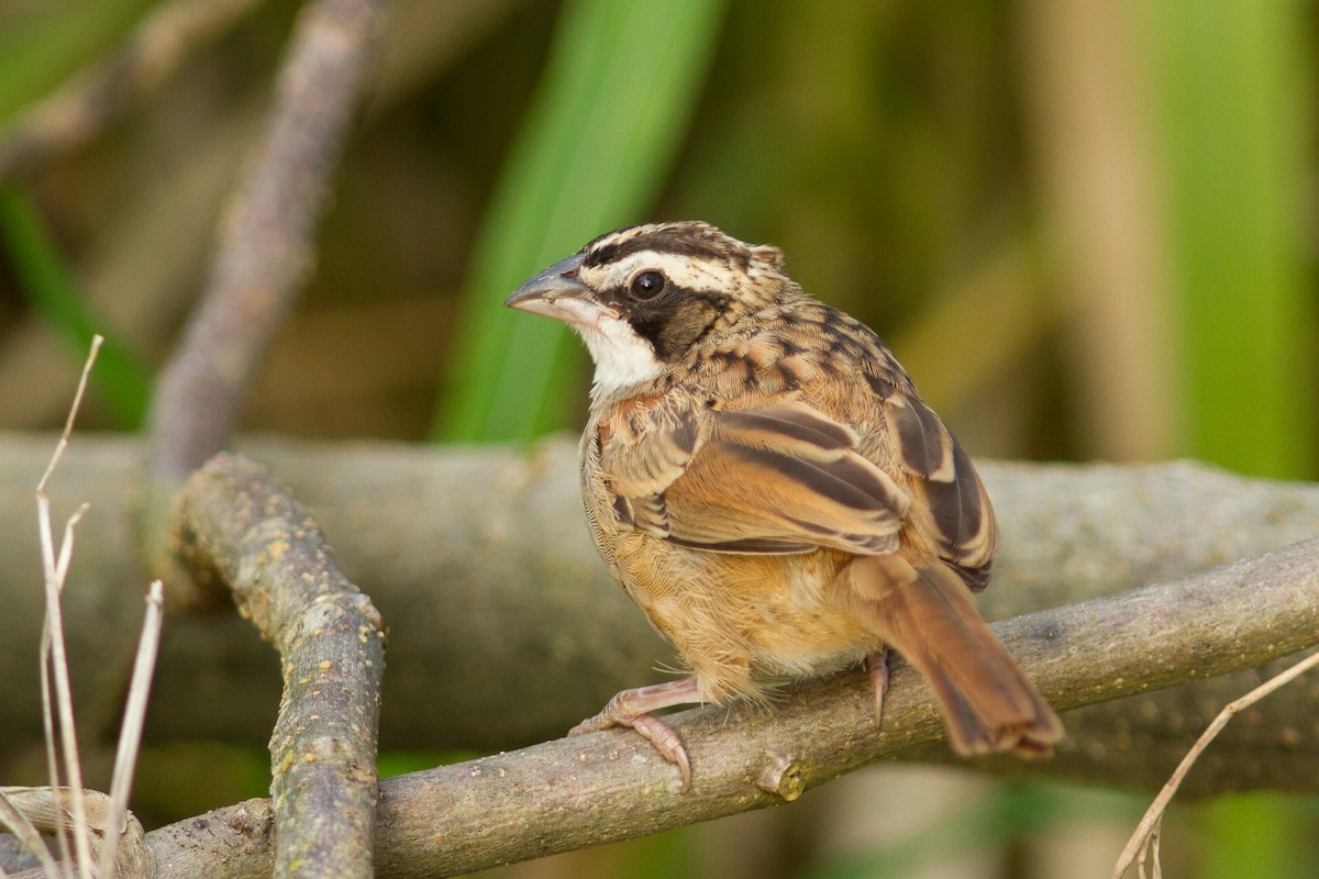 Stripe-headed Sparrow - ML183322111