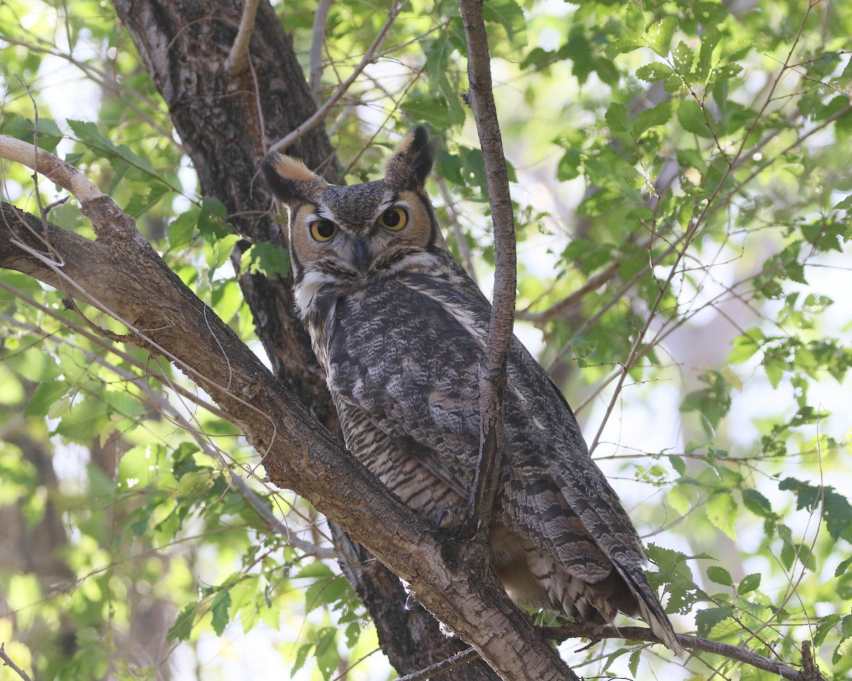 Great Horned Owl - ML183323261