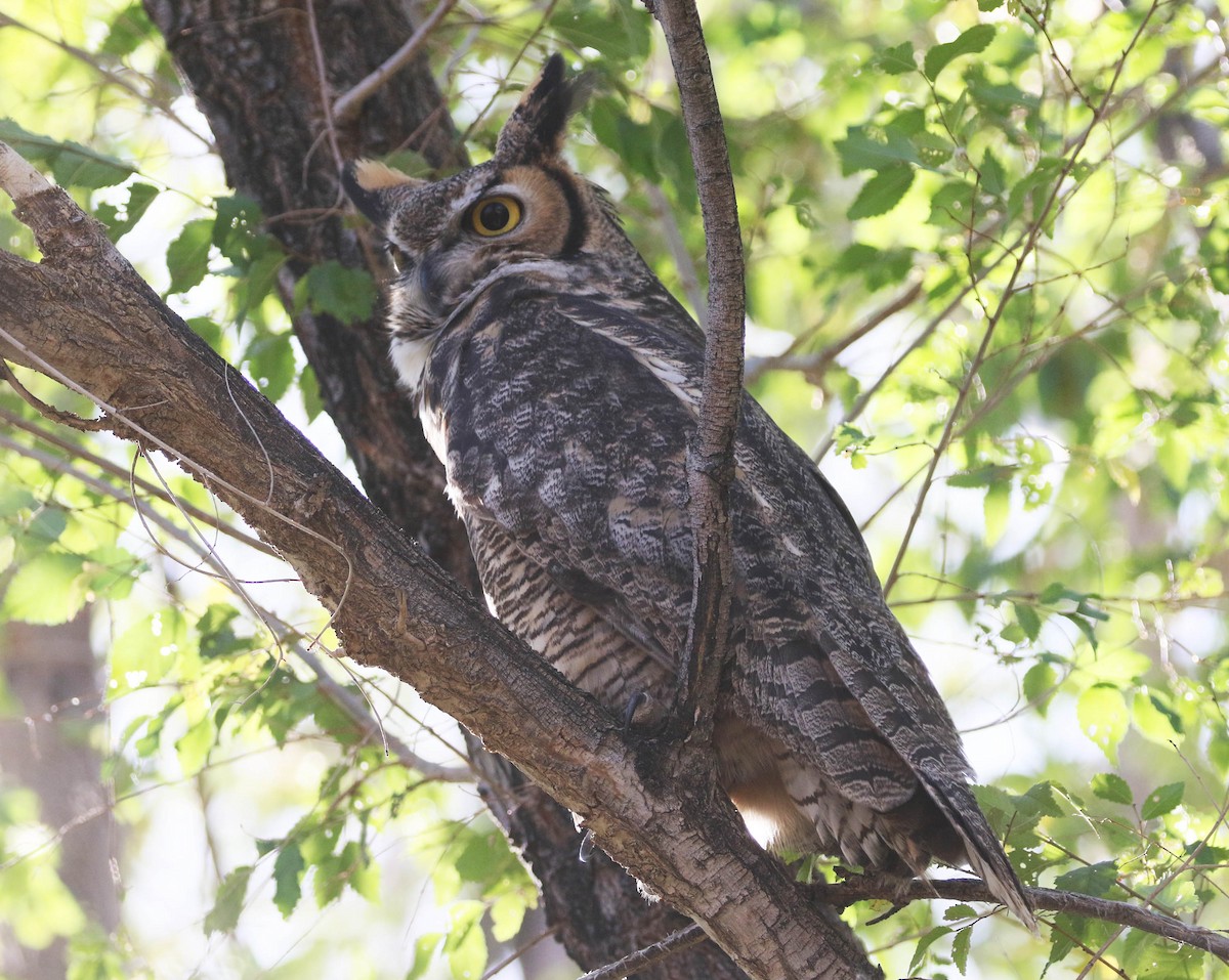 Great Horned Owl - ML183323361