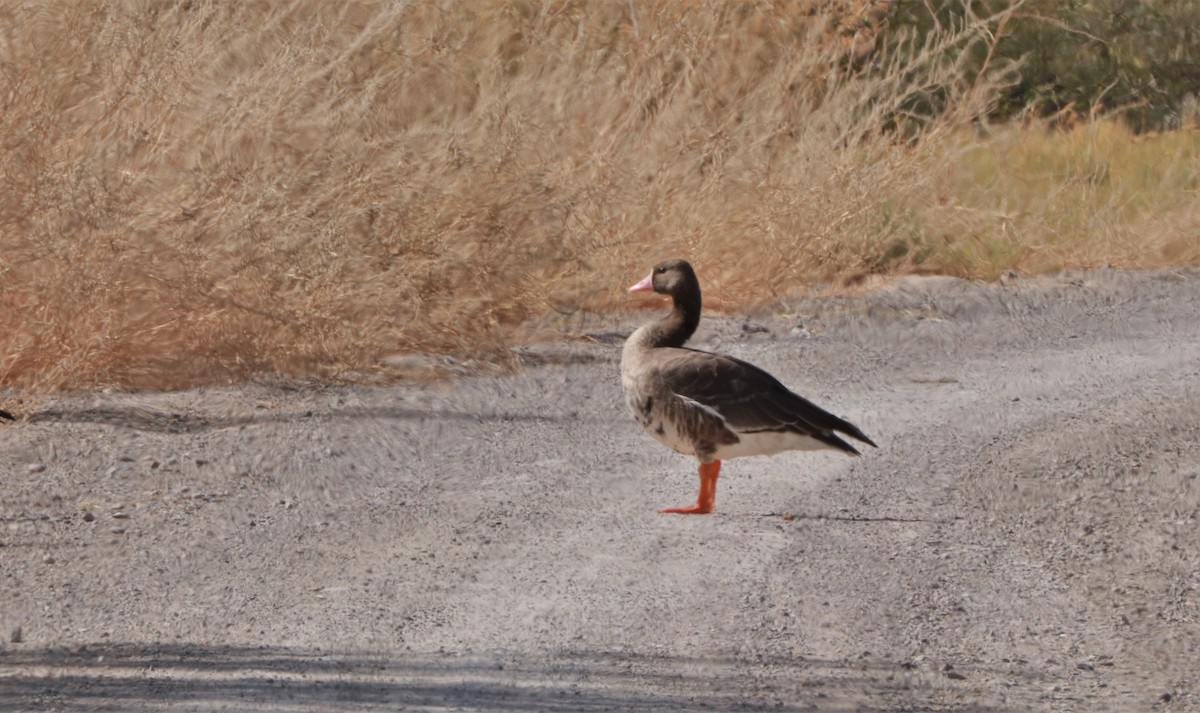 Greater White-fronted Goose - Tommy Duvall
