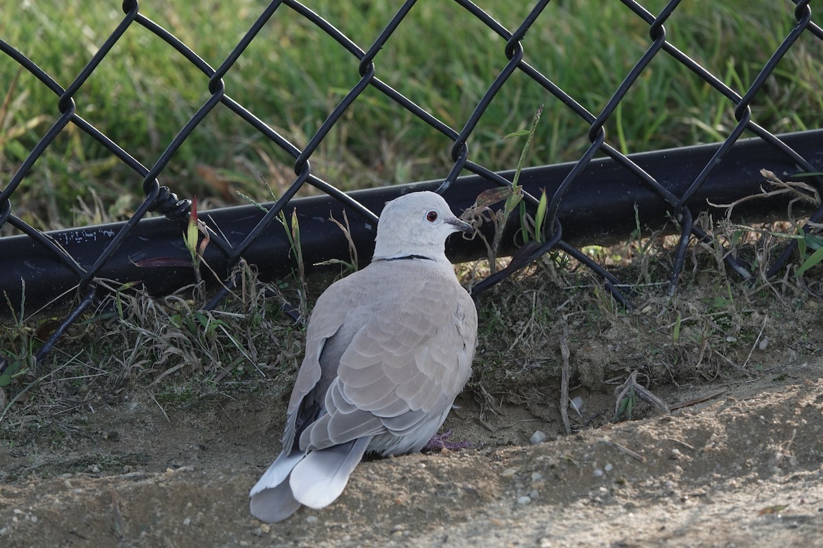 Eurasian/African Collared-Dove - ML183329421