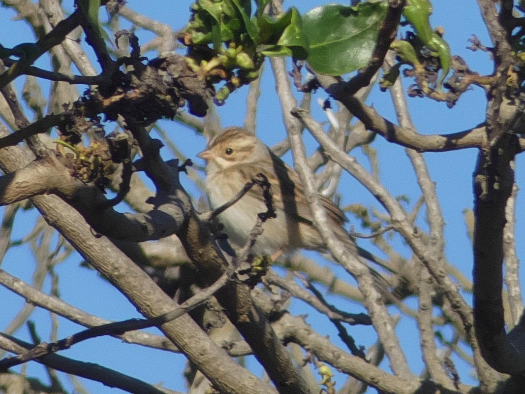 Clay-colored Sparrow - ML183330741