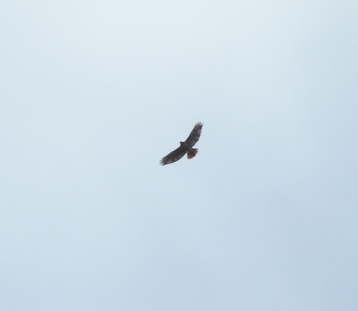 Red-tailed Hawk - ML183332611
