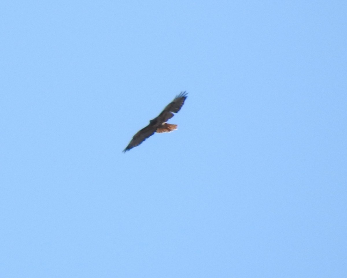 Red-tailed Hawk - ML183332621