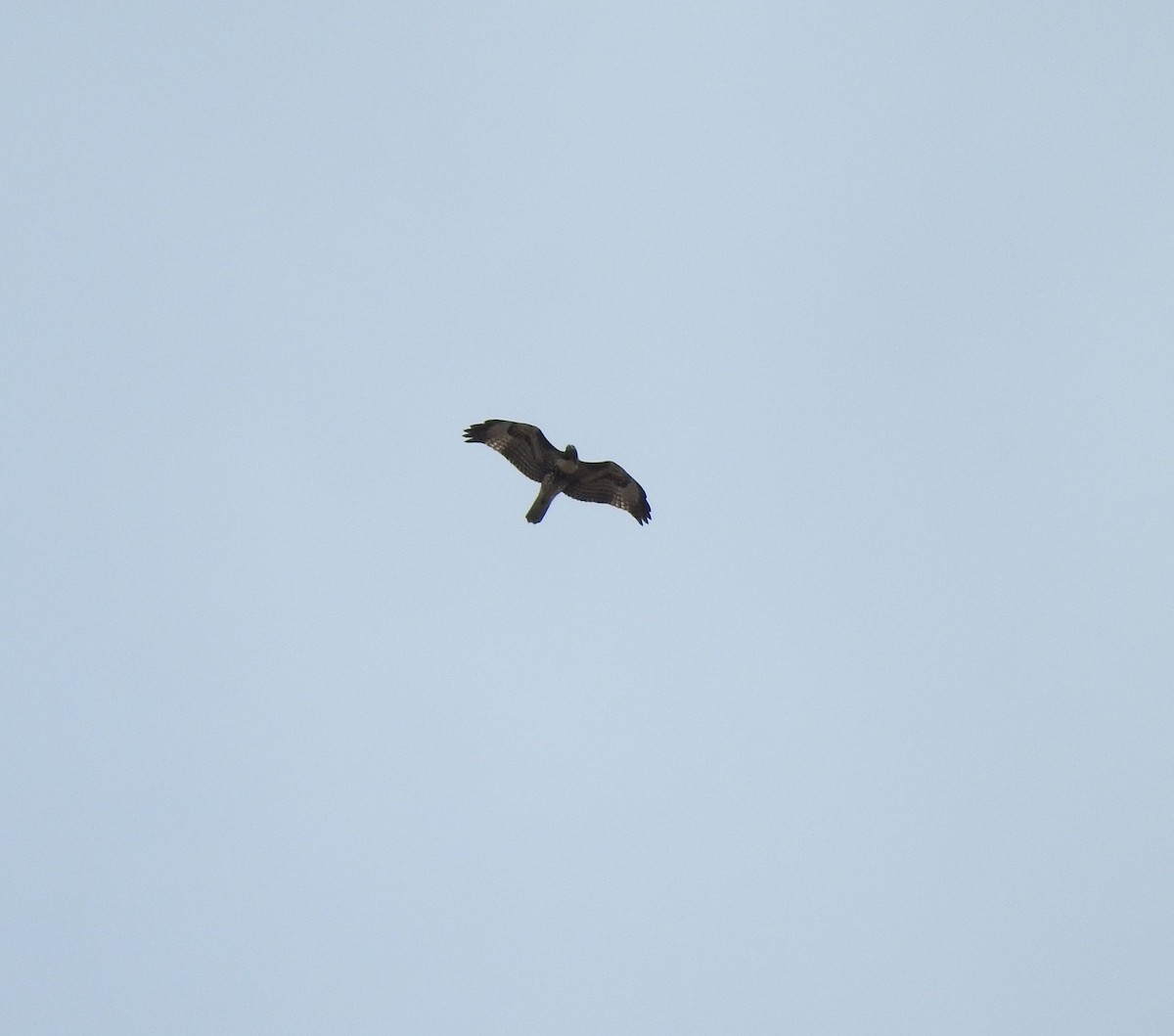 Red-tailed Hawk - ML183332641