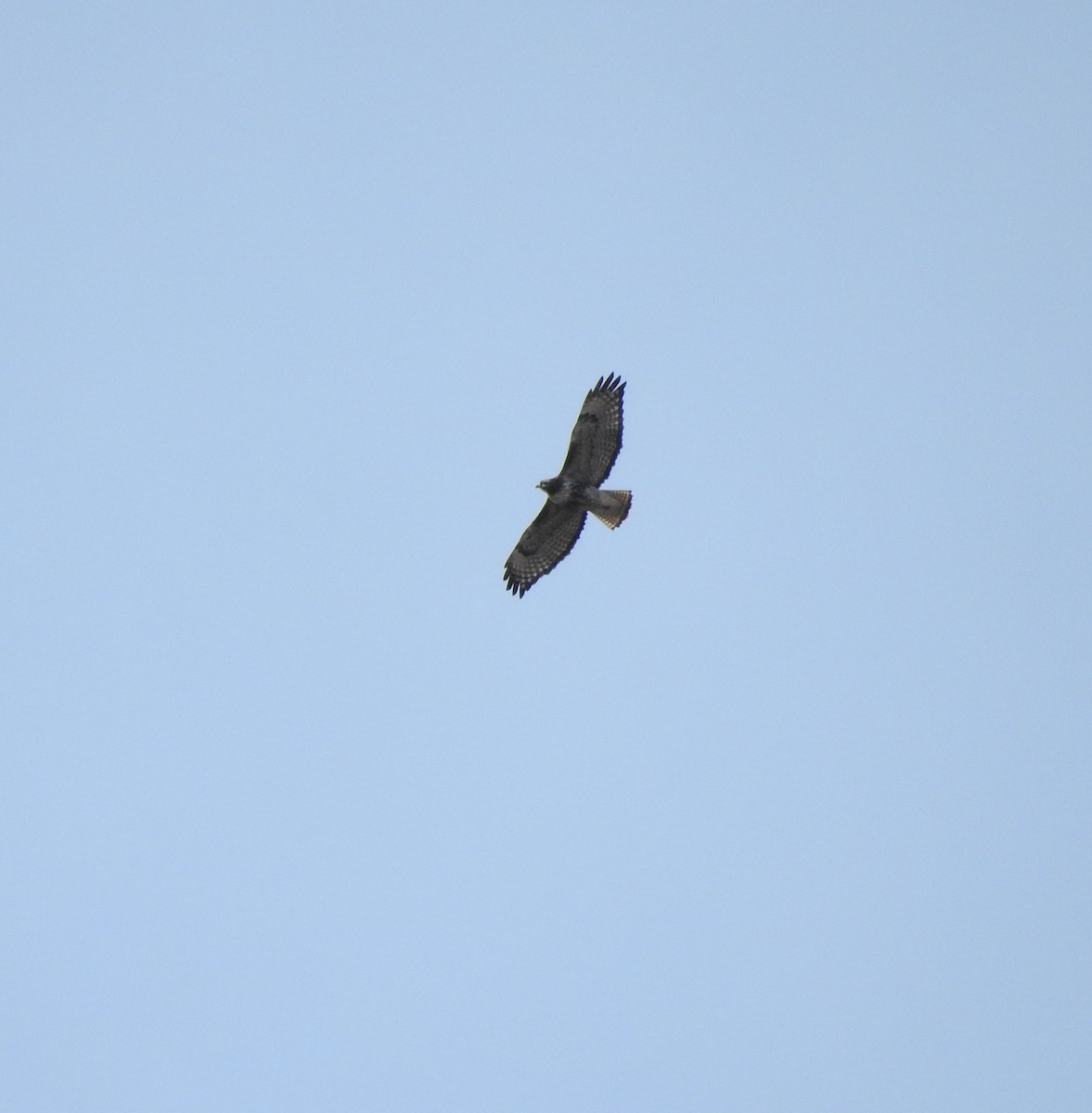 Red-tailed Hawk - ML183332671