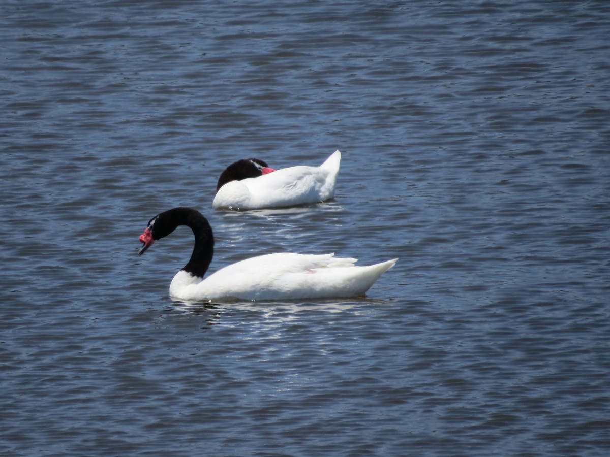 Black-necked Swan - ML183333191