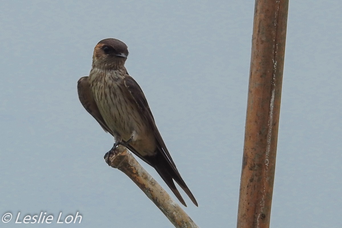 Red-rumped Swallow - ML183334451
