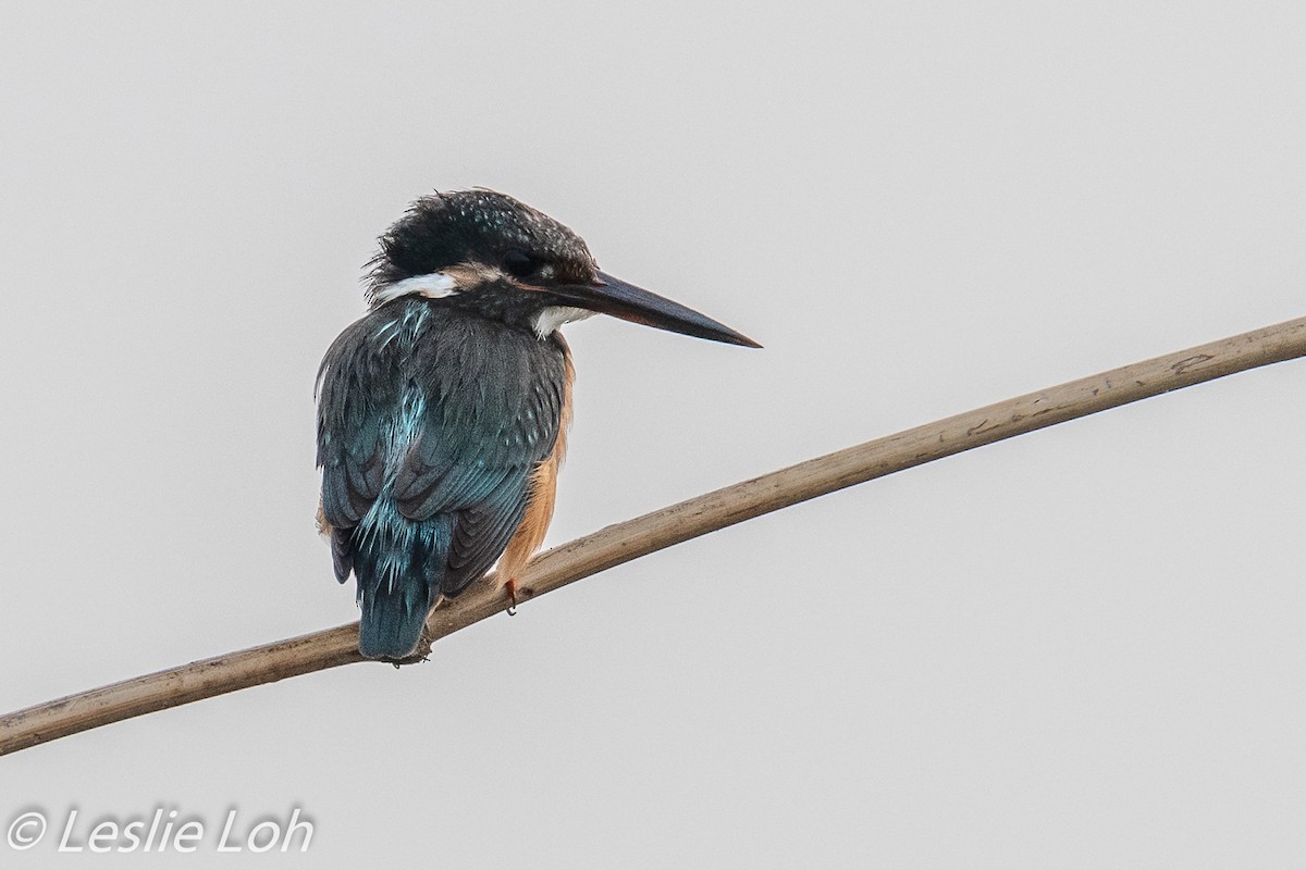 Common Kingfisher - ML183335731