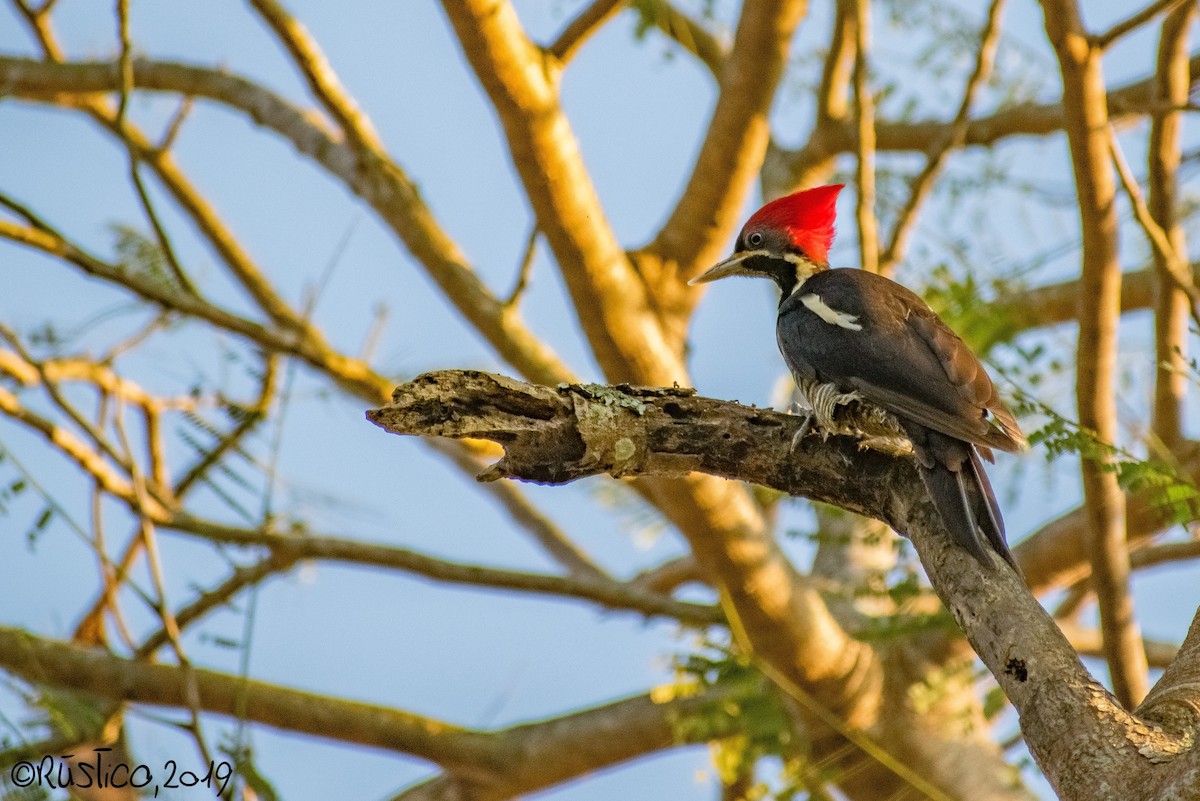 Lineated Woodpecker - Esteban Delgado García