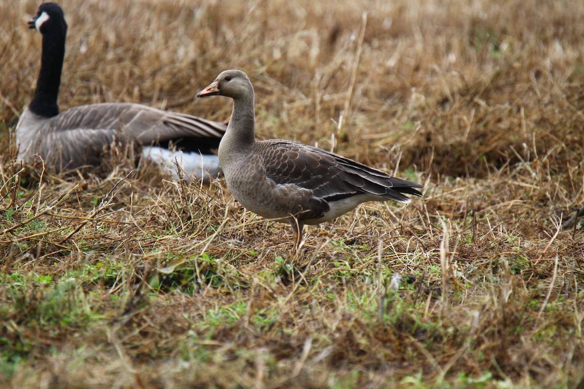 Greater White-fronted Goose - ML183341001