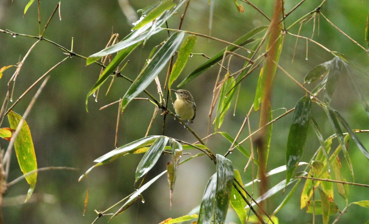 Yellow-breasted Warbling-Antbird - Ben Limle
