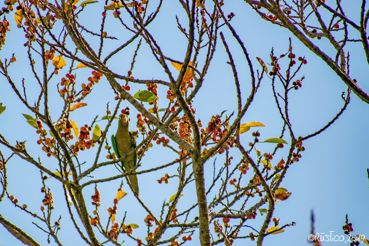 Olive-throated Parakeet - Esteban Delgado García