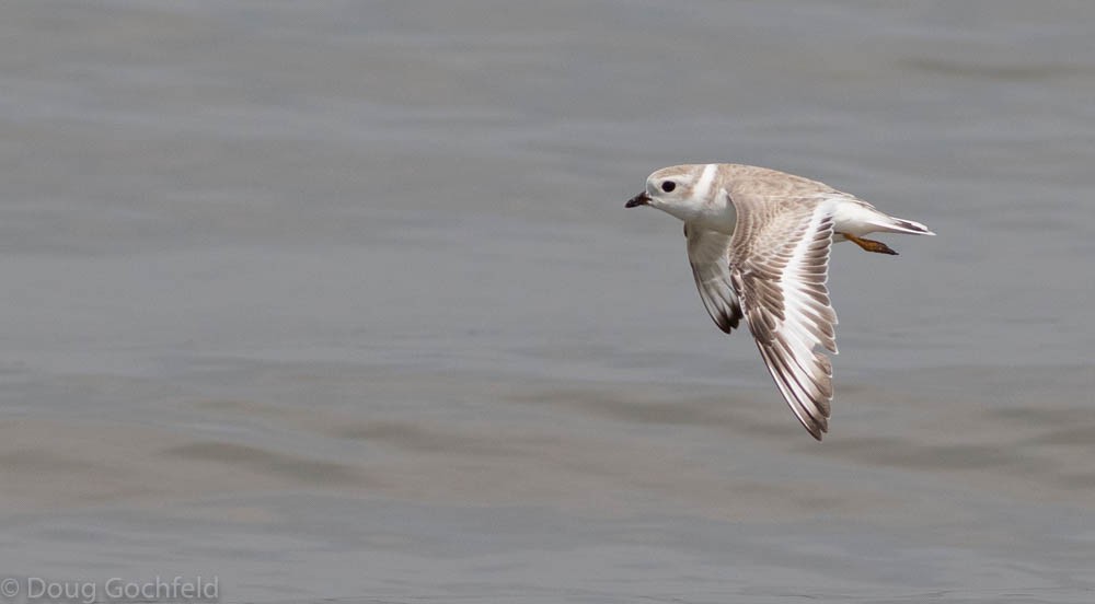 Piping Plover - ML183348931