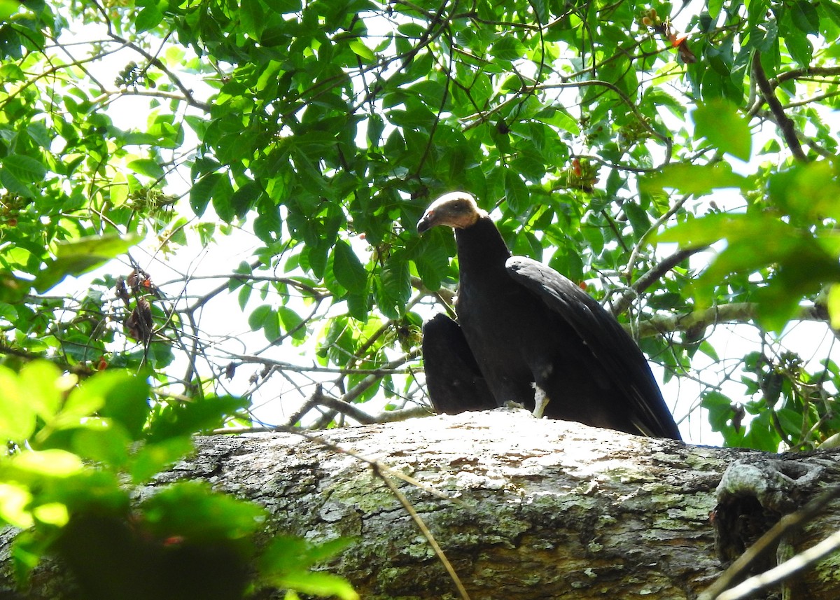 Greater Yellow-headed Vulture - ML183351711