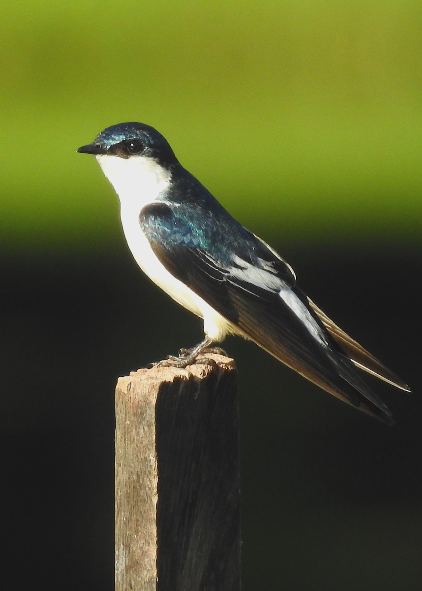 White-winged Swallow - ML183352621