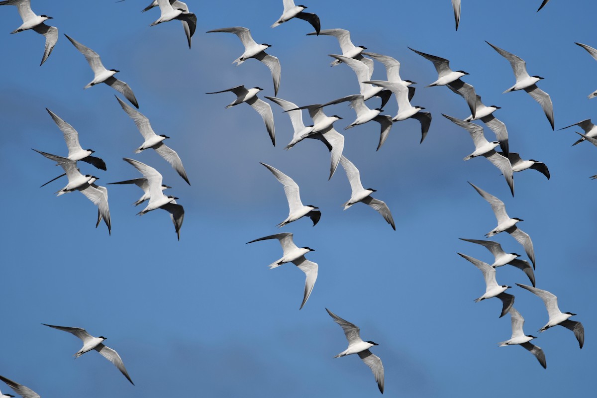 Gull-billed Tern - Michael Daley