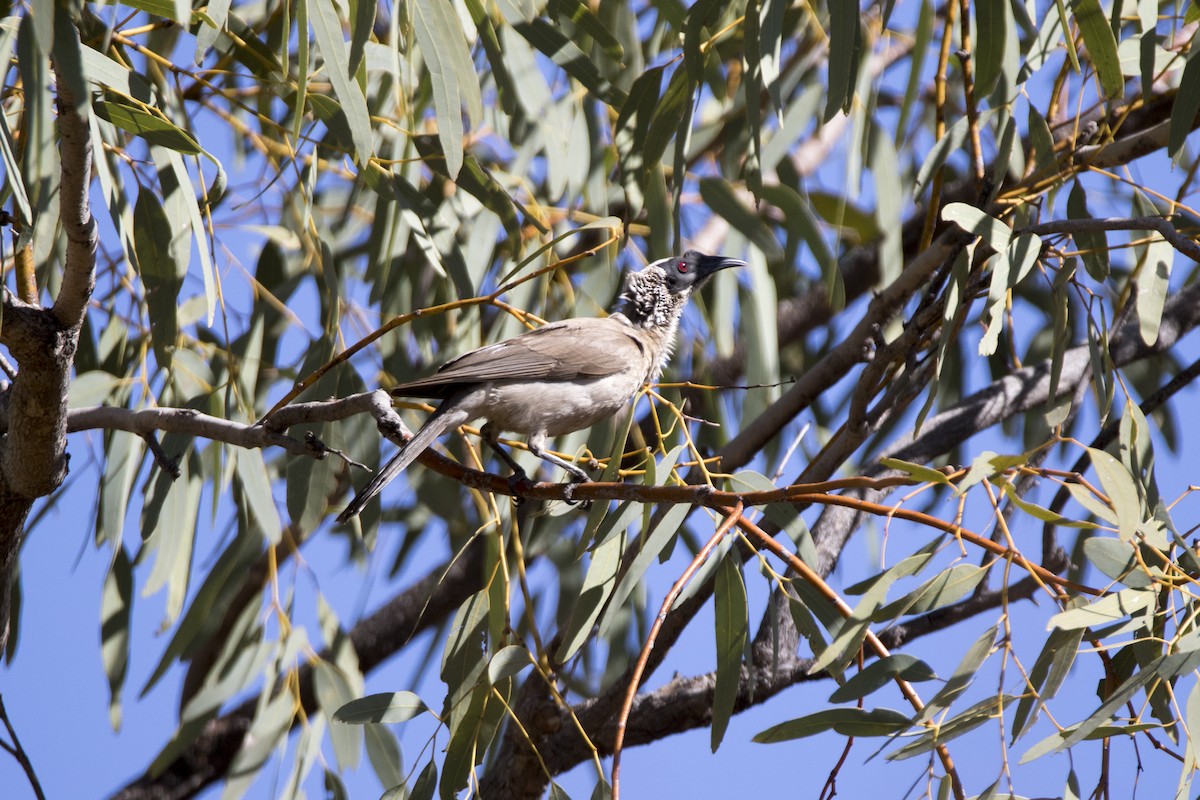 Silver-crowned Friarbird - ML183354271
