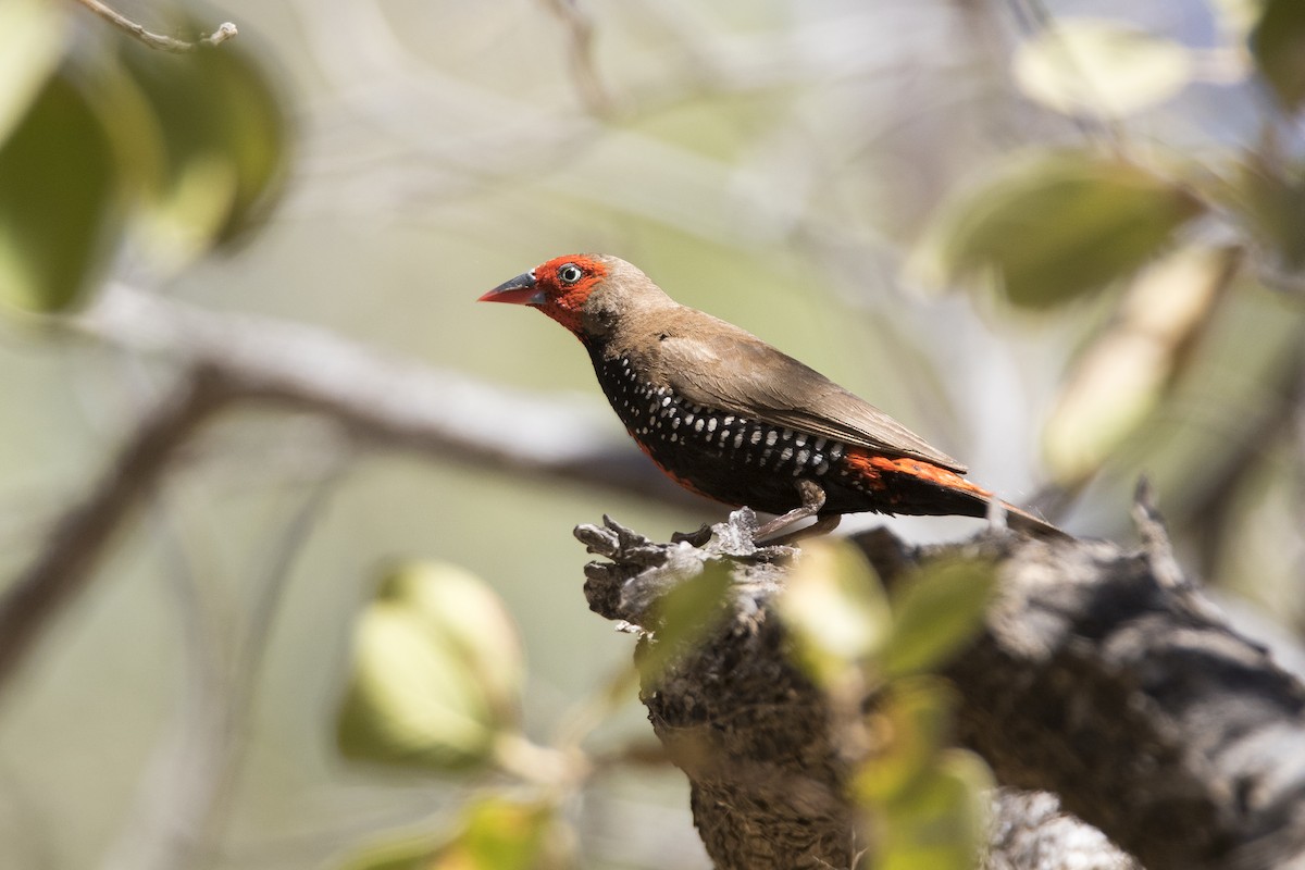 Painted Firetail - ML183354301