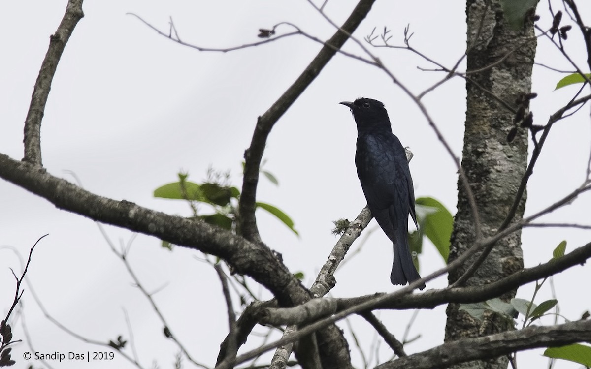Square-tailed Drongo-Cuckoo - ML183355001
