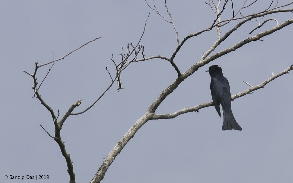 Square-tailed Drongo-Cuckoo - ML183355011