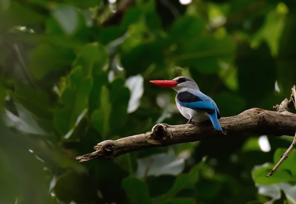 Mangrove Kingfisher - Ori Davidor