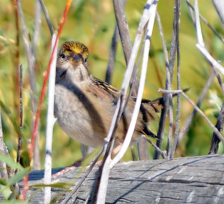 Golden-crowned Sparrow - ML183365221
