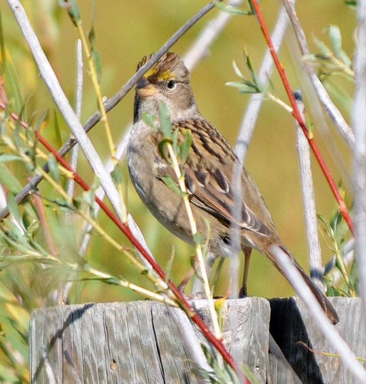 Golden-crowned Sparrow - ML183365231