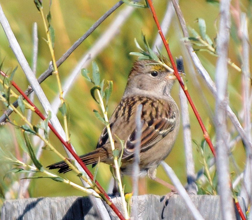 Golden-crowned Sparrow - Rachel Kolokoff Hopper