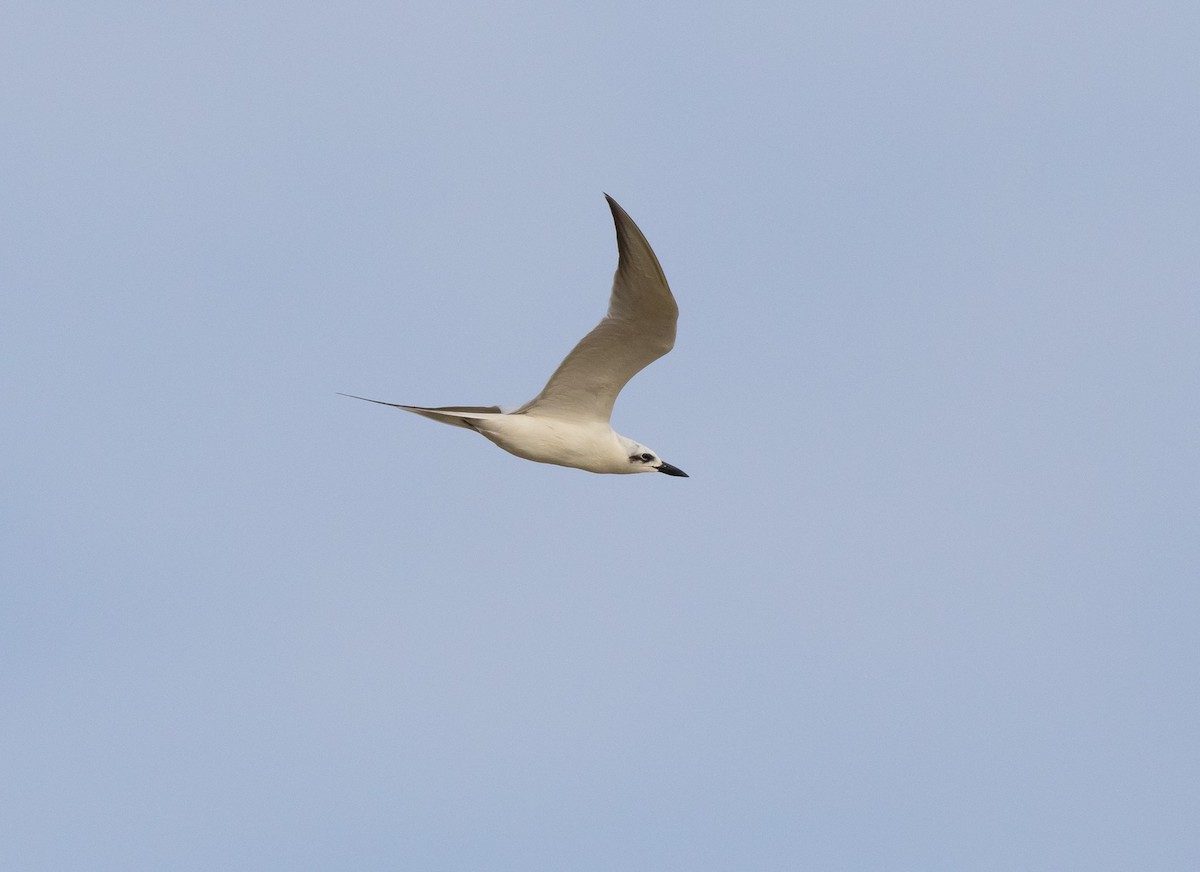 Gull-billed Tern - ML183366371