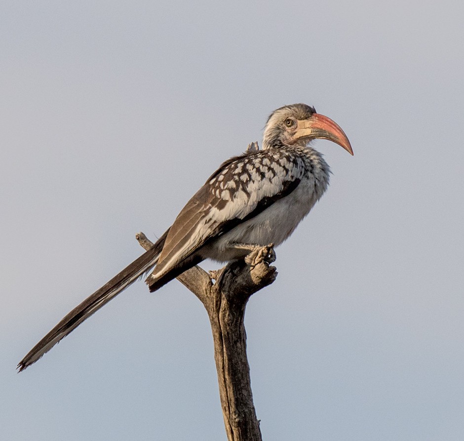 Southern Red-billed Hornbill - Bruce Ward-Smith