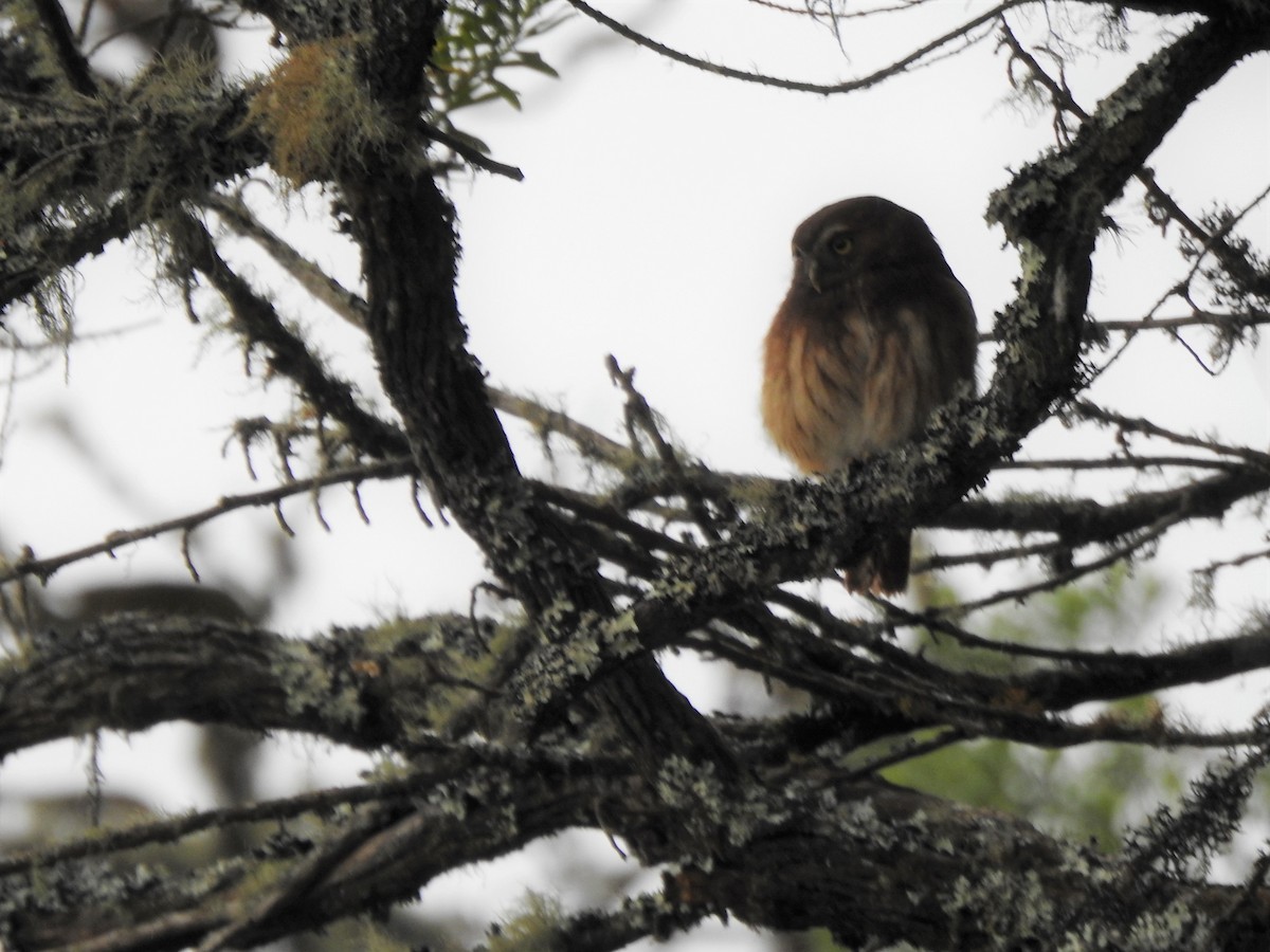 Andean Pygmy-Owl - Sergio Reyes