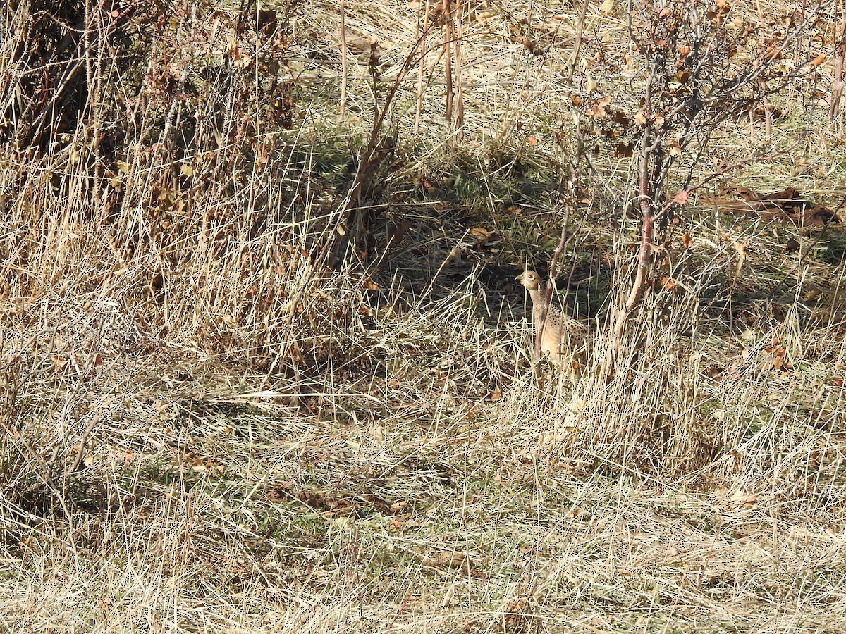 Ring-necked Pheasant - Christina Yeagley