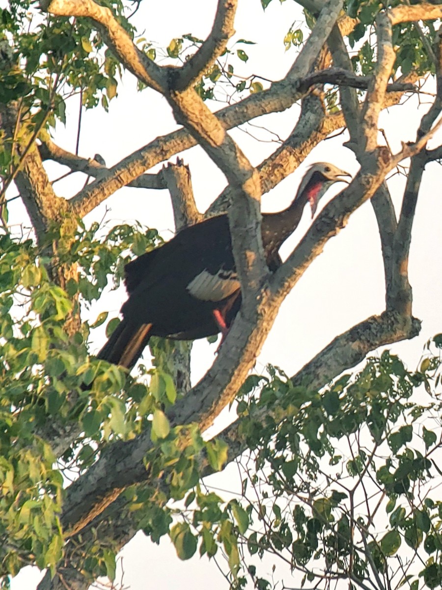 Red-throated Piping-Guan - ML183375921
