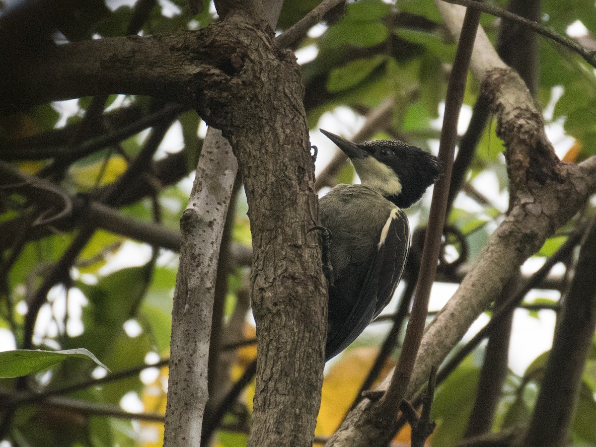 Heart-spotted Woodpecker - Ritesh Dighe
