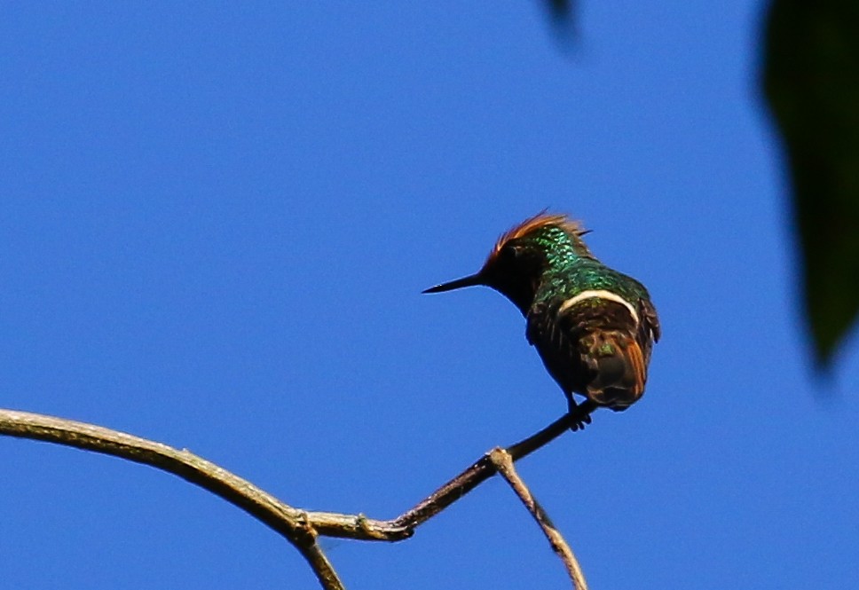 Short-crested Coquette - ML183377171