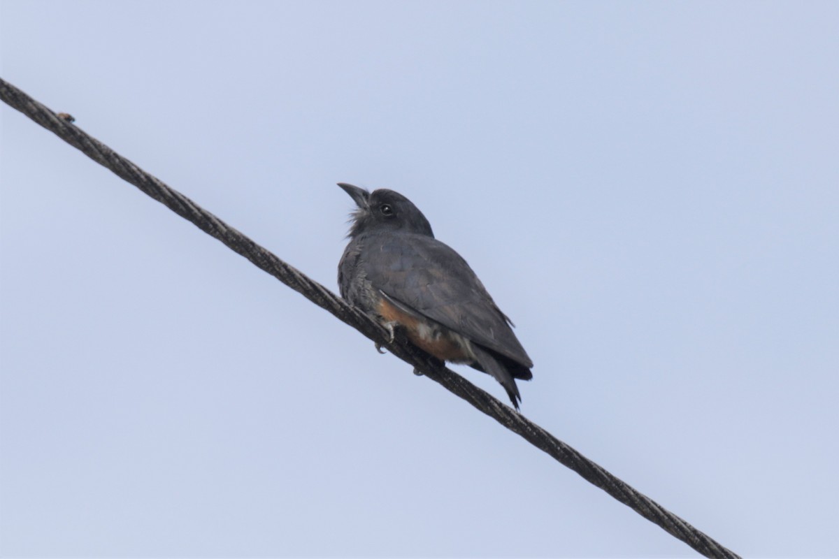 Swallow-winged Puffbird - Doug Kibbe