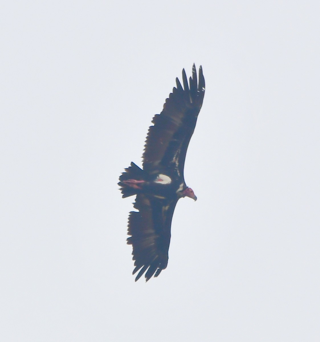Red-headed Vulture - Arvind Yadav
