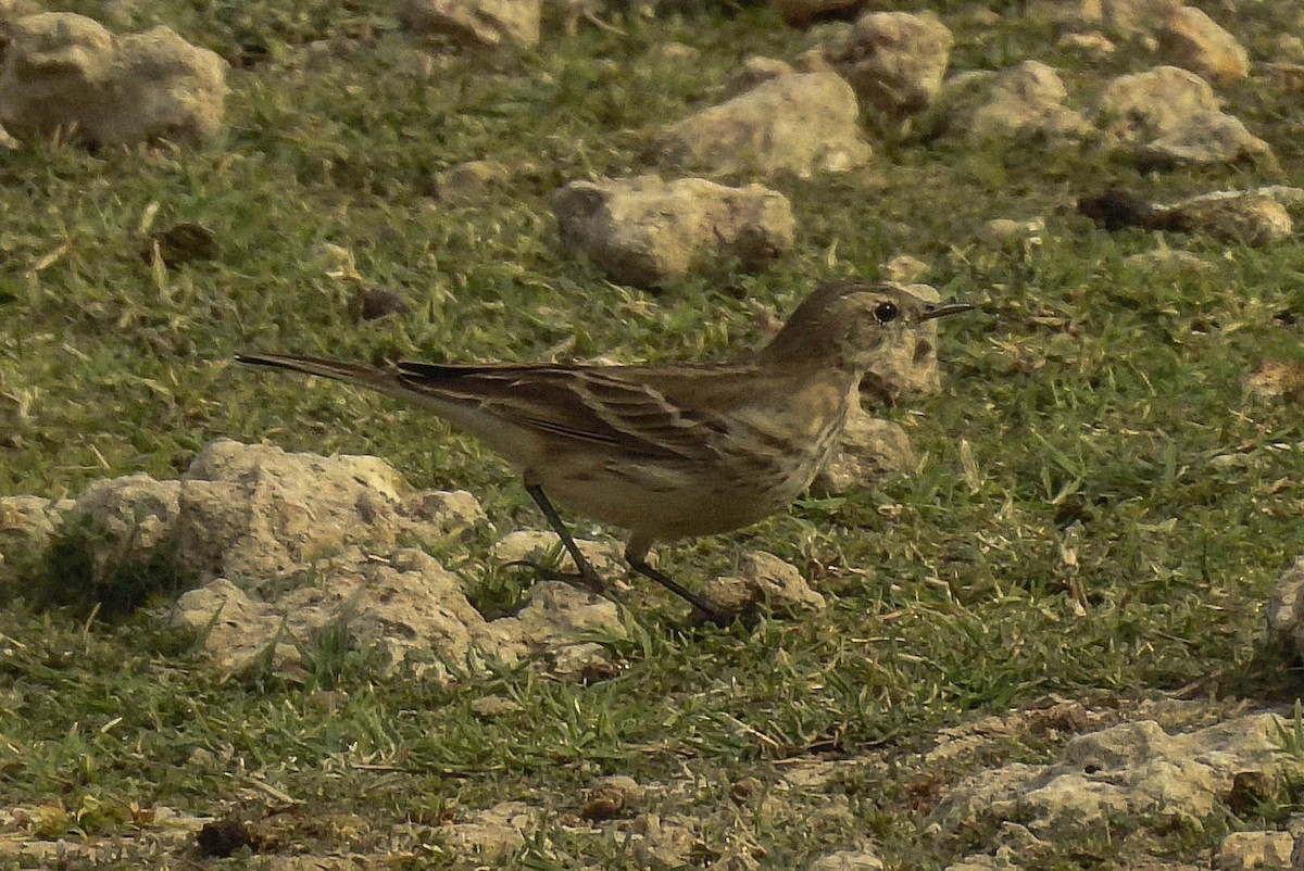 Water Pipit - ML183378771