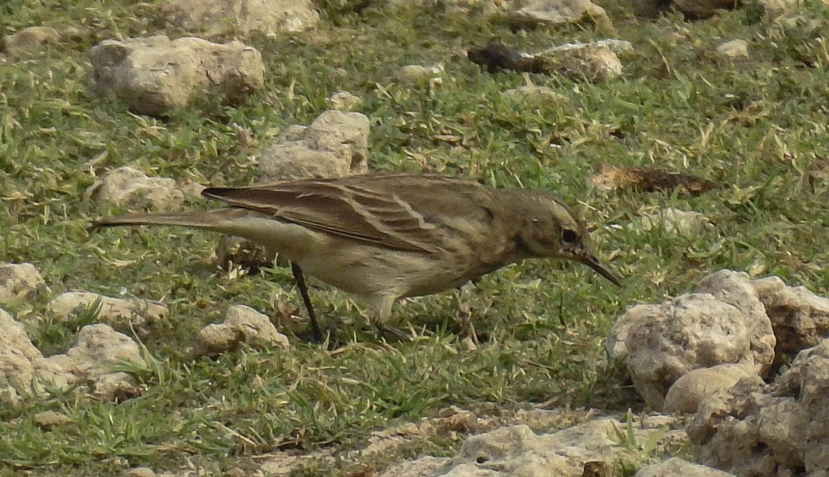 Water Pipit - ML183378811
