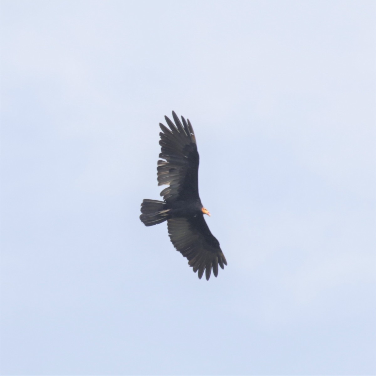Greater Yellow-headed Vulture - ML183378881