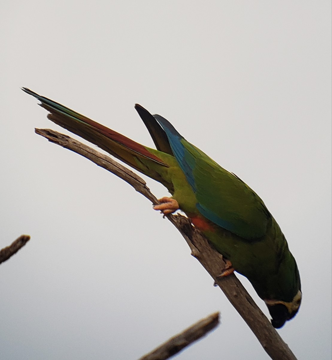 Blue-winged Macaw - ML183380721