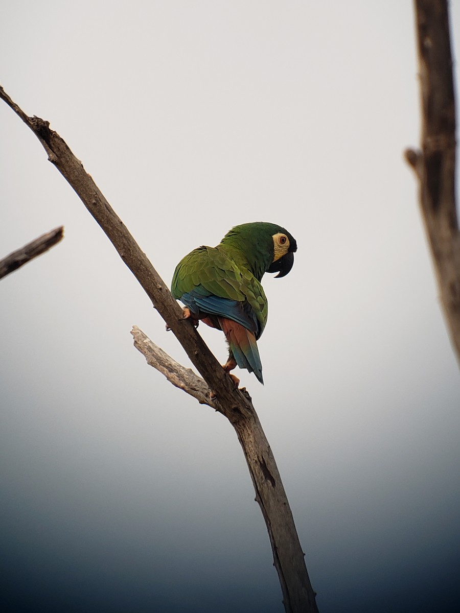 Blue-winged Macaw - ML183380861