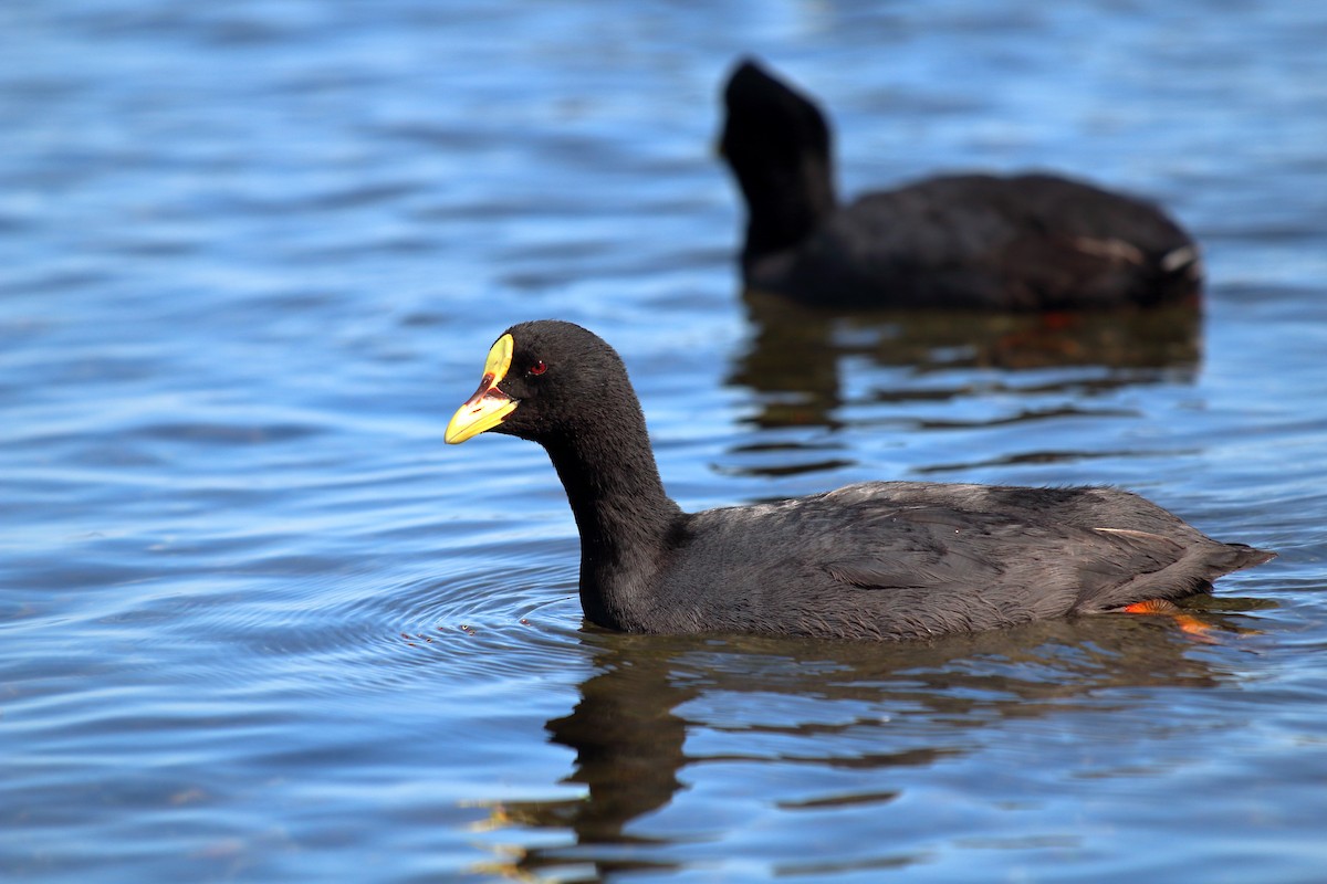 Red-gartered Coot - ML183383211